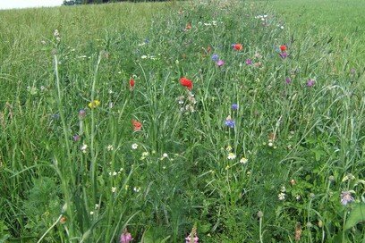 HALM Projekt Huttich