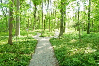 Gemeindewald und Löwensternpark Oberalm