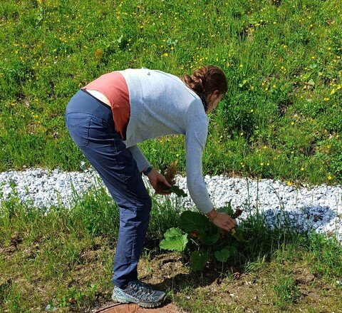 Konzentriert bei der Feldarbeit - Tanja (nebenbei Ampfer rupfen)